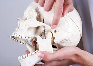Model of skull and jawbone