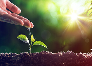 Hand pouring water onto small plant